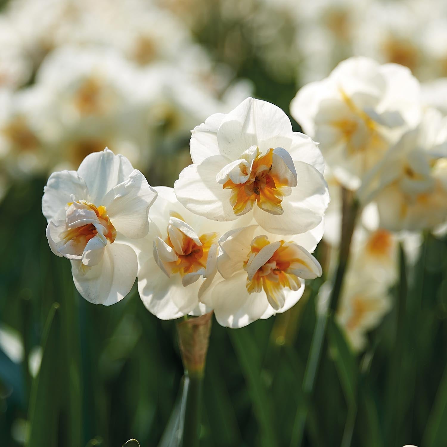 Żonkil, Narcissus 'Sir Winston Churchill'
