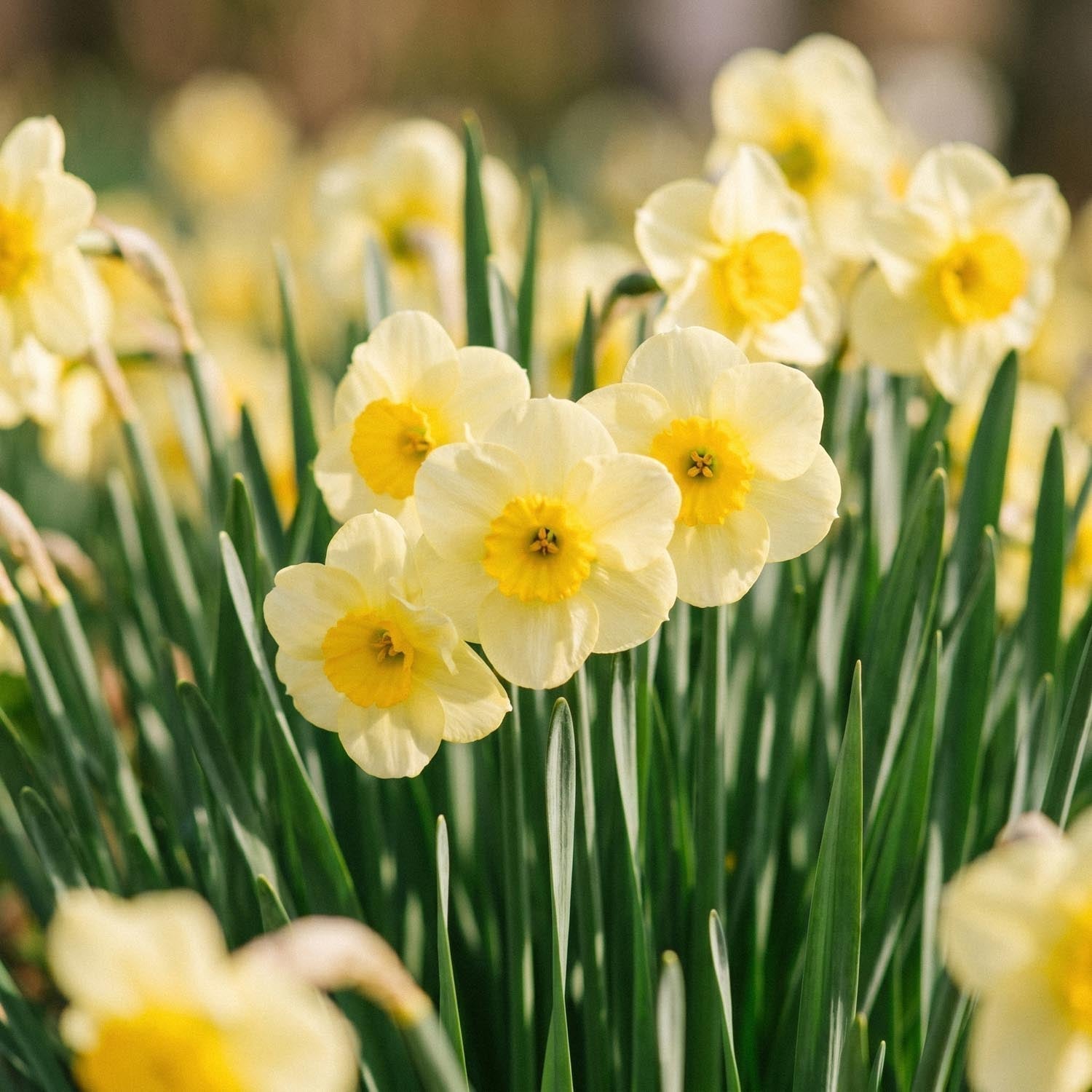 Żonkil, Narcissus 'Sun Disc'