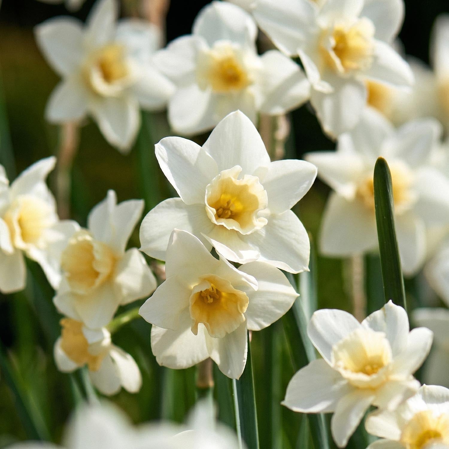 Żonkil, Narcissus 'Sweet Love'