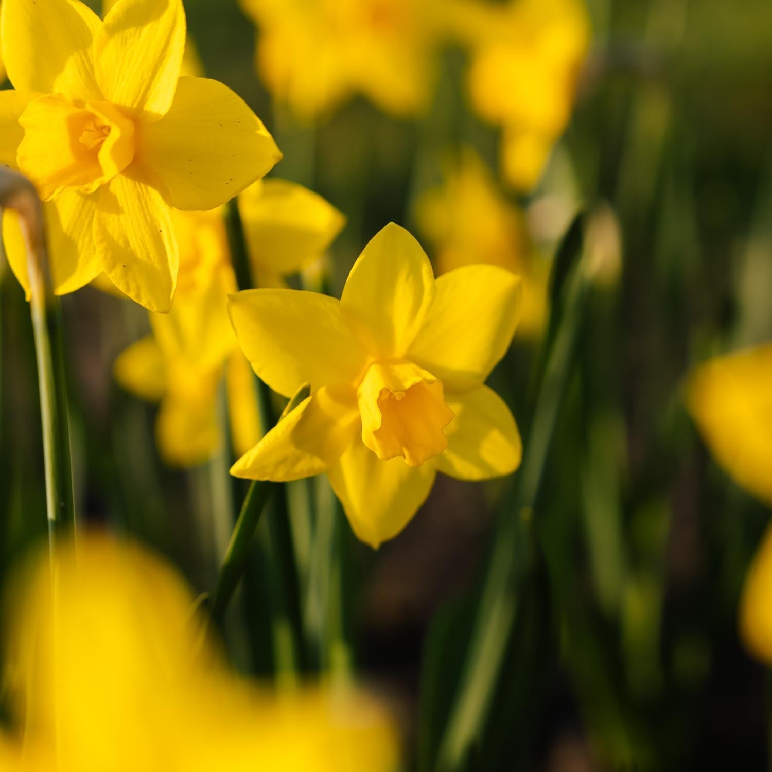 Żonkil, Narcissus 'Sweetness'