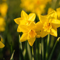 Żonkil, Narcissus 'Sweetness'