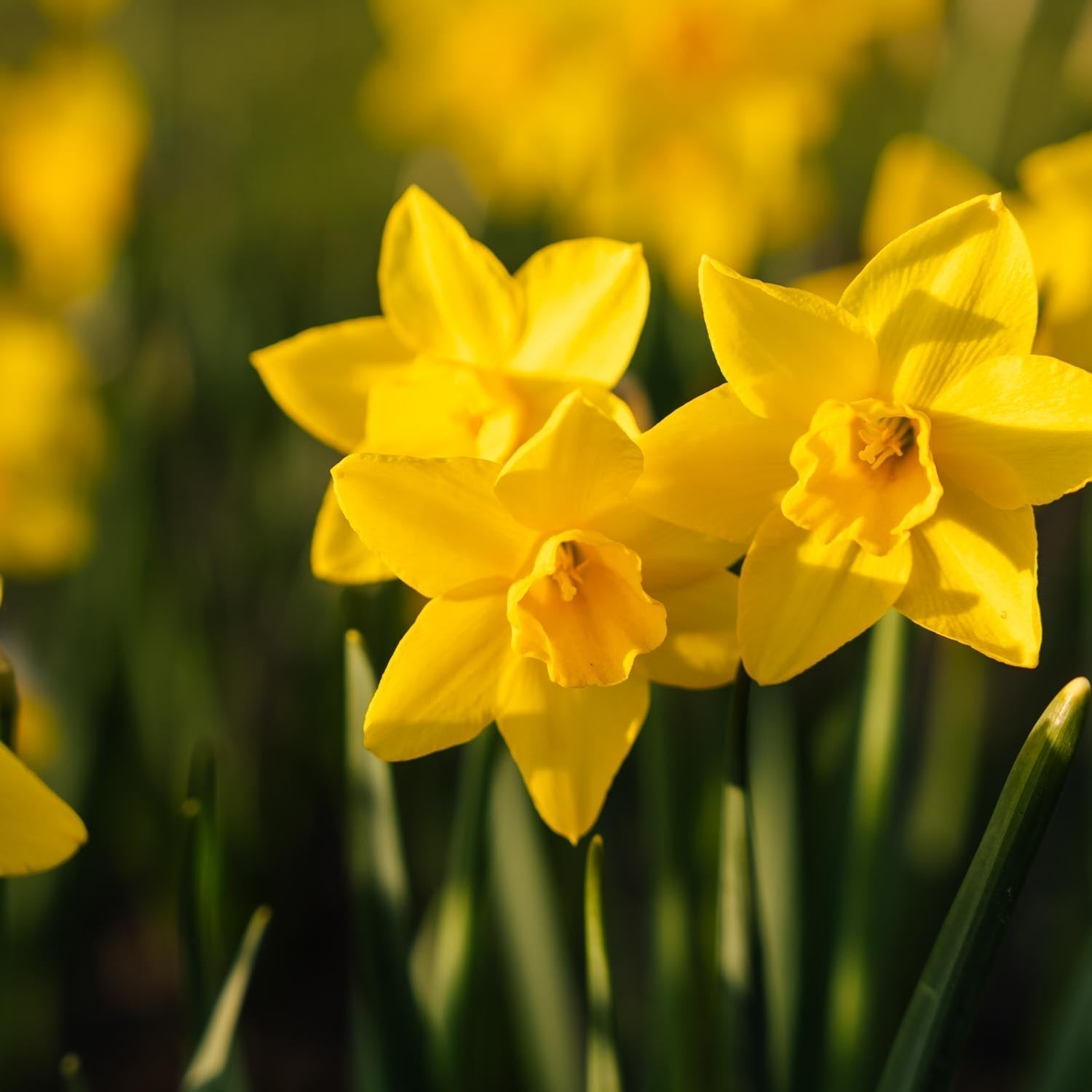 Żonkil, Narcissus 'Sweetness'