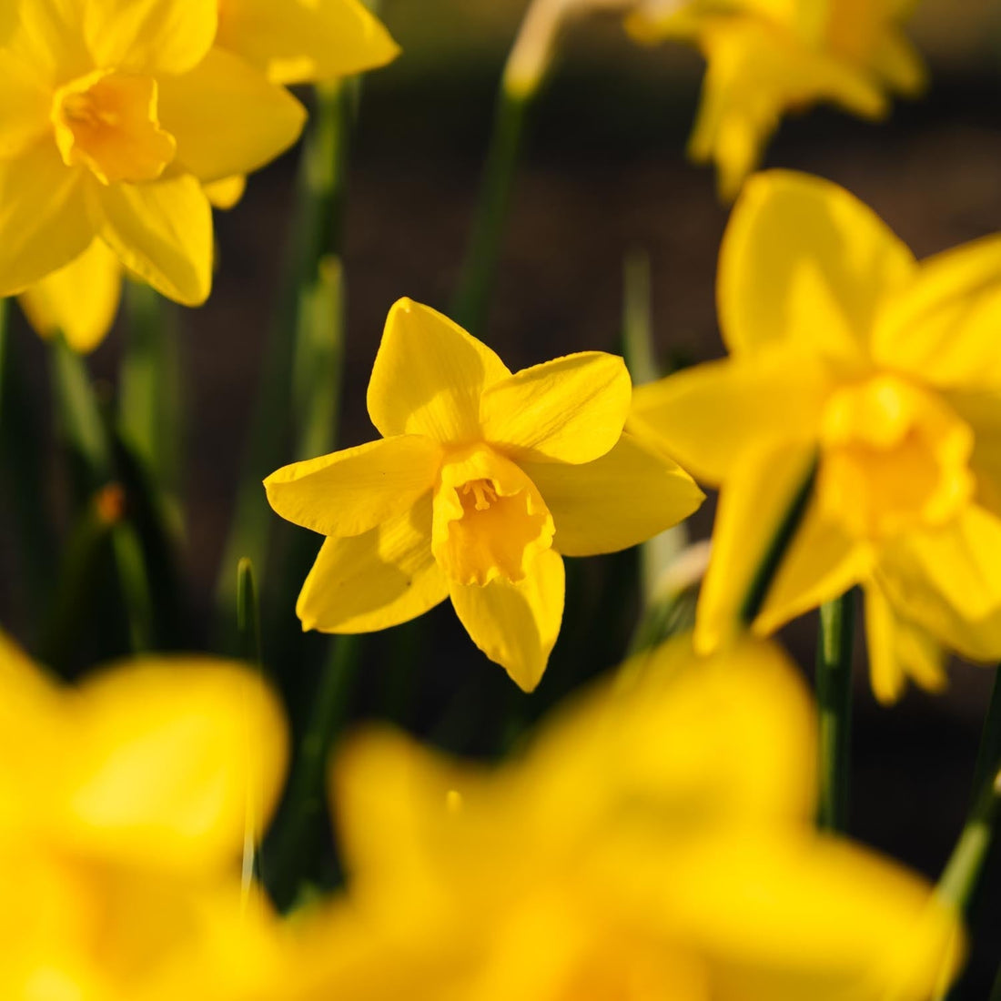Żonkil, Narcissus 'Sweetness'