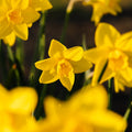 Żonkil, Narcissus 'Sweetness'