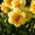 Żonkil, Narcissus 'Tahiti'