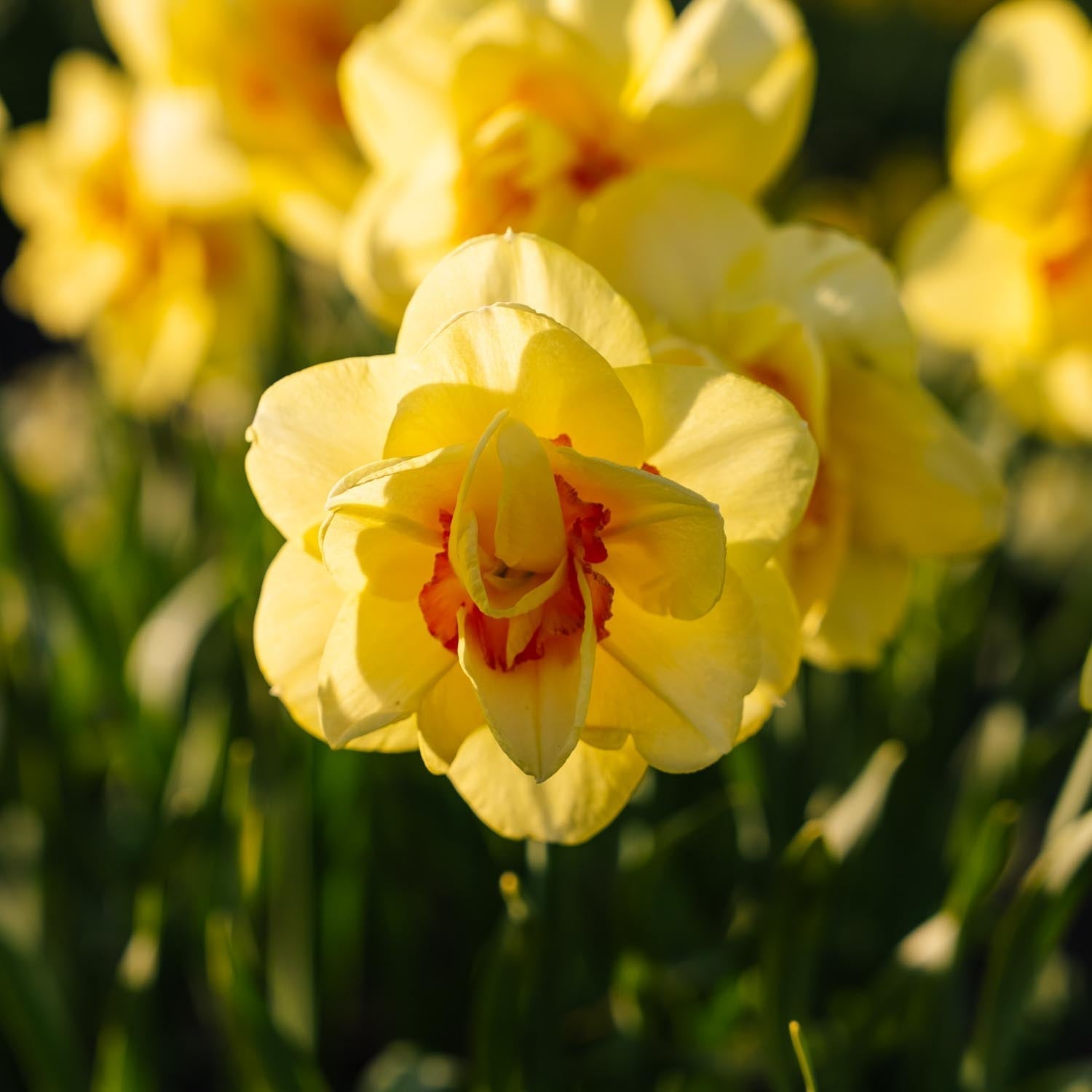 Żonkil, Narcissus 'Tahiti'
