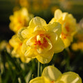 Żonkil, Narcissus 'Tahiti'