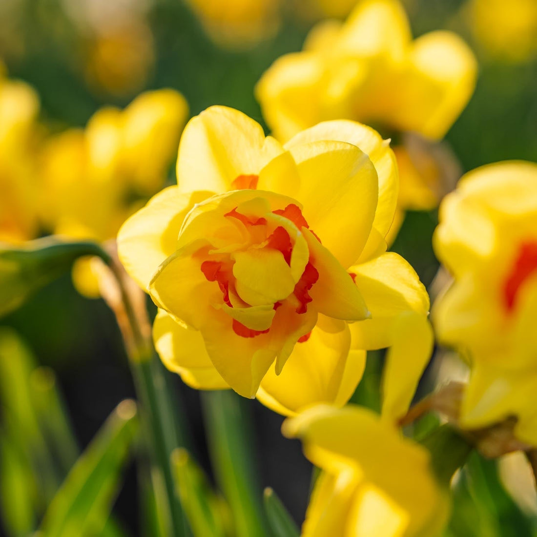 Żonkil, Narcissus 'Tahiti'