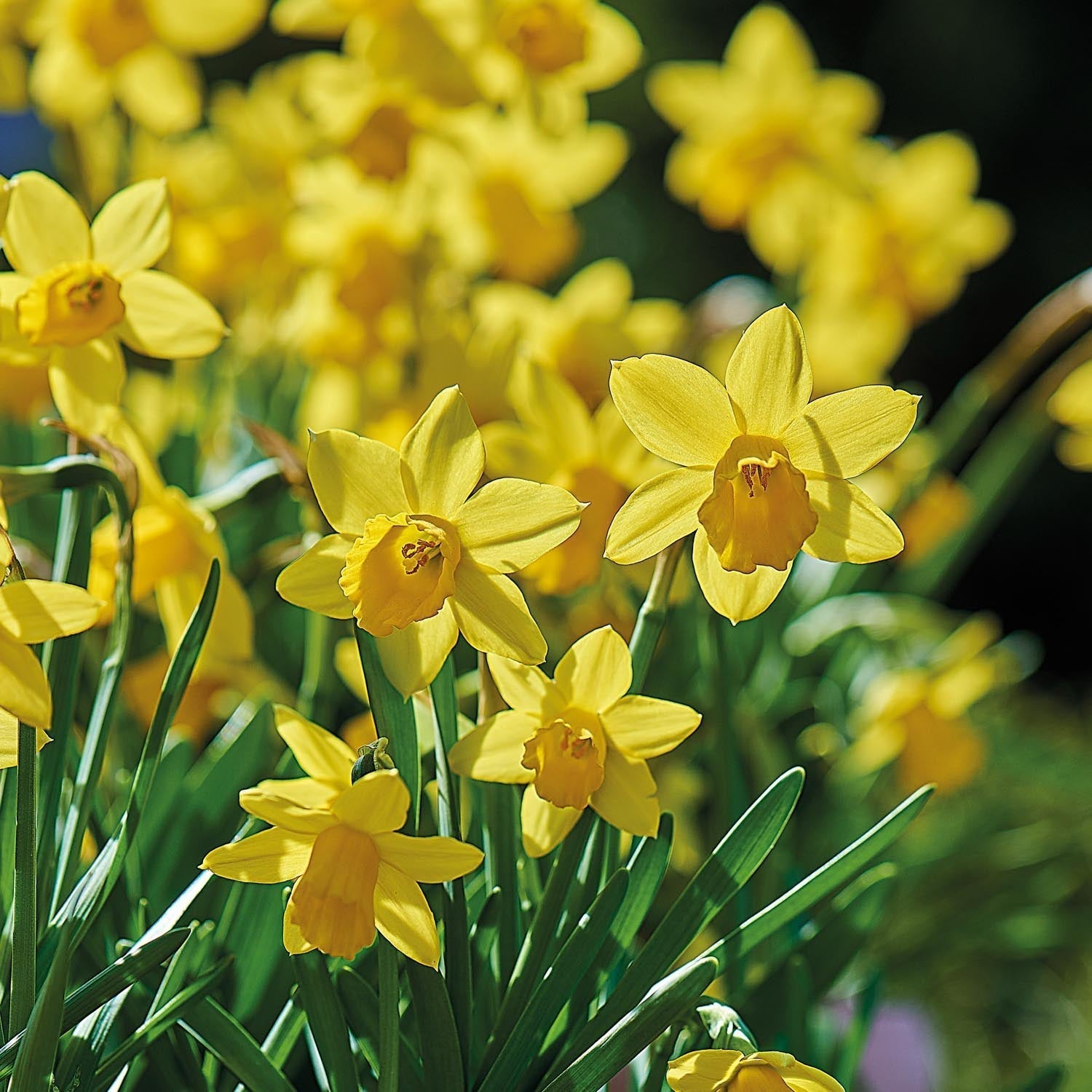 Żonkil, Narcissus 'Tete á Tete'