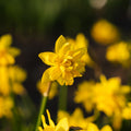 Żonkil, Narcissus 'Tete Boucle'