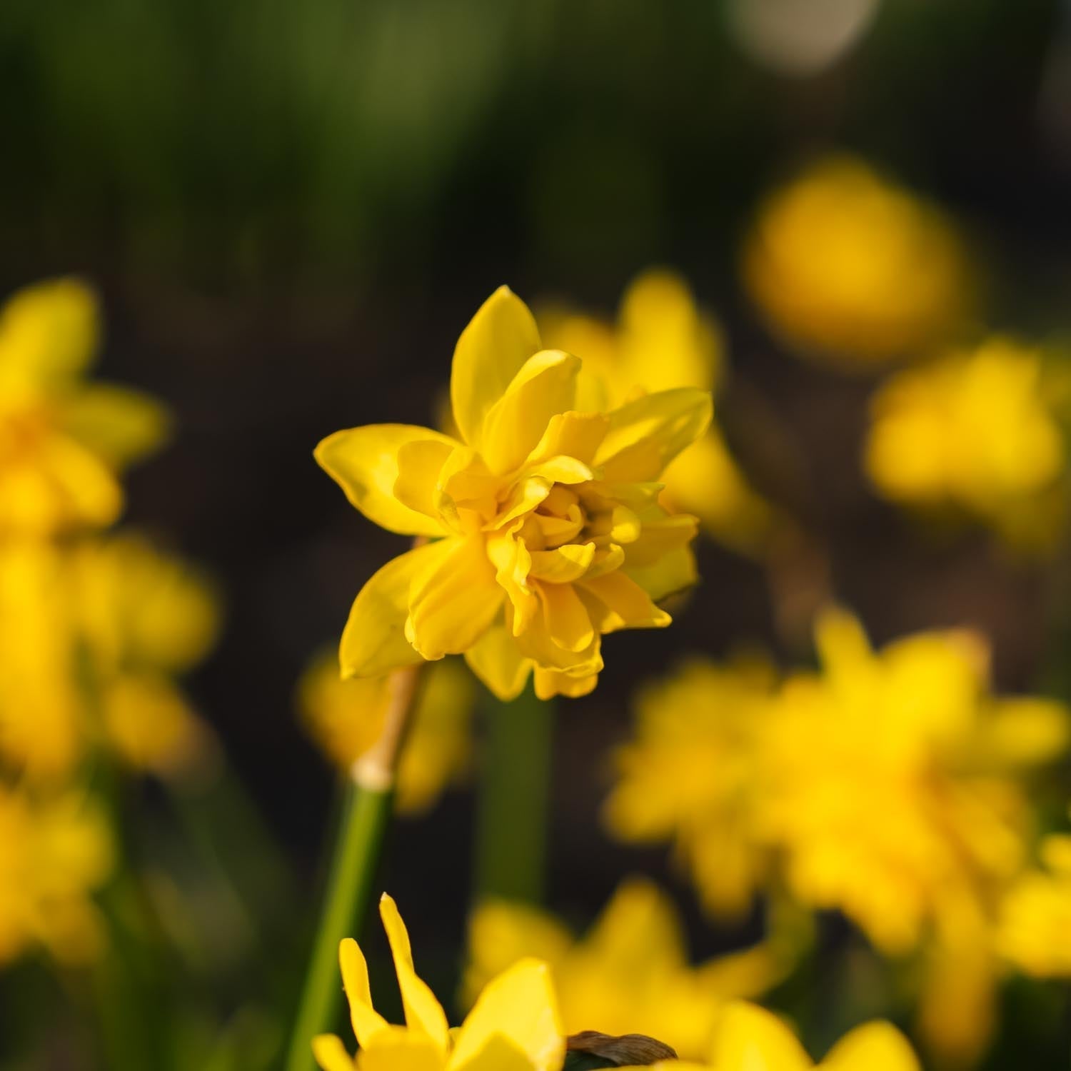 Żonkil, Narcissus 'Tete Boucle'