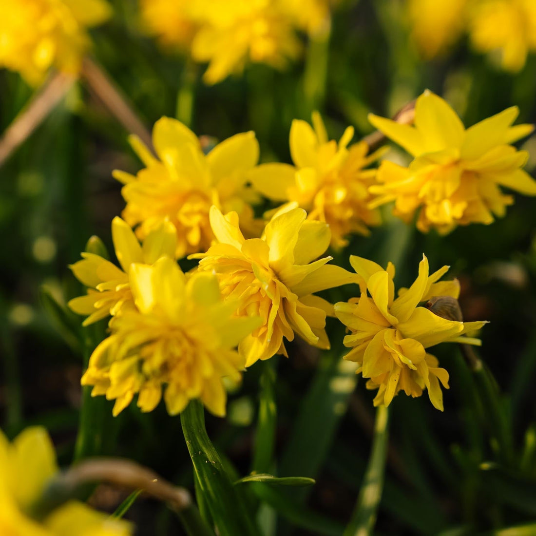 Żonkil, Narcissus 'Tete Boucle'