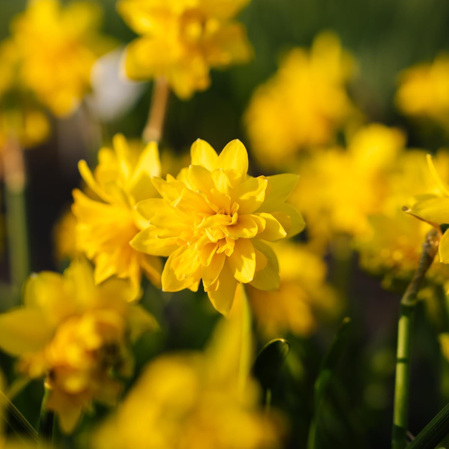 Żonkil, Narcissus 'Tete Boucle'