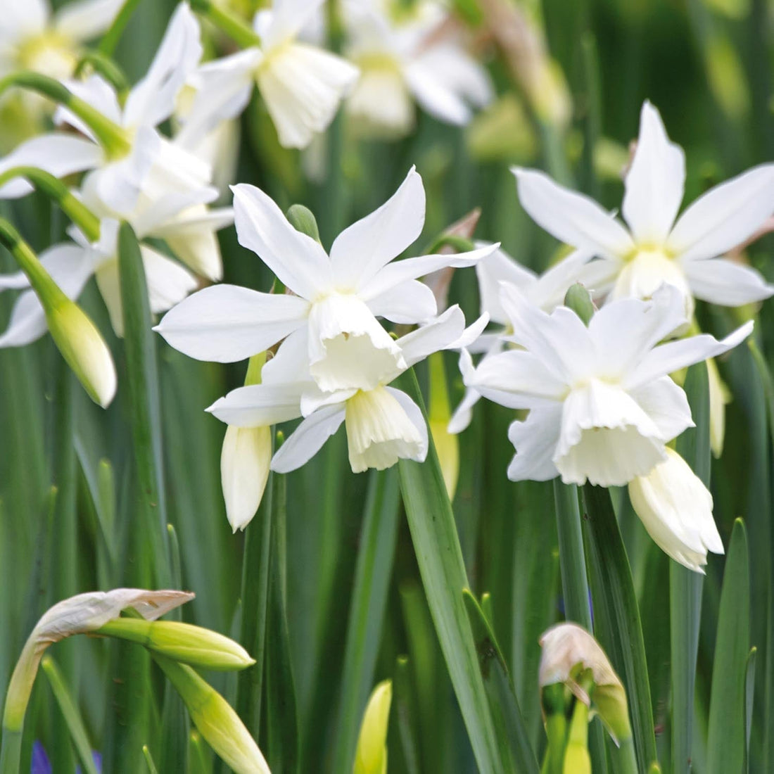 Żonkil, Narcissus 'Thalia'