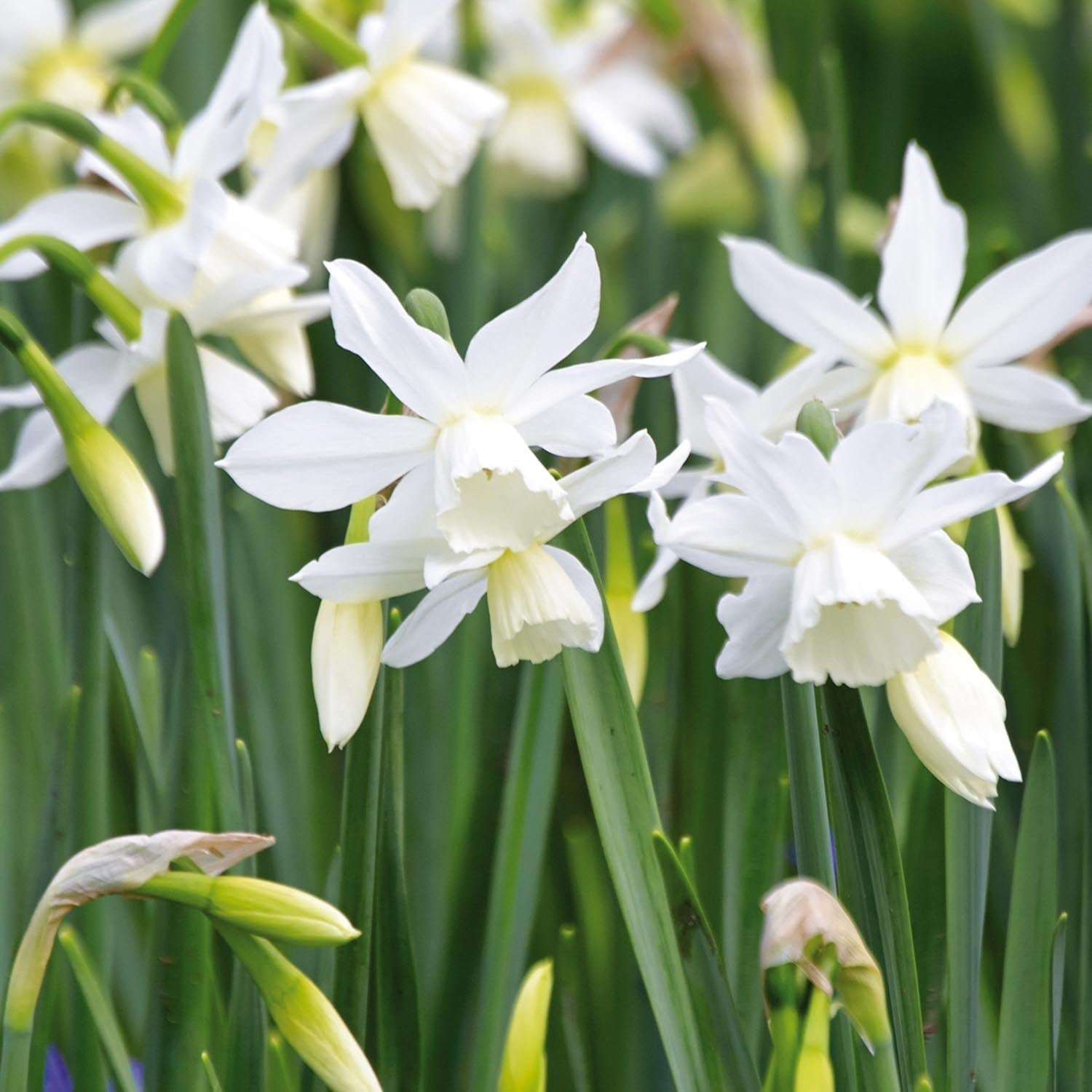 Żonkil, Narcissus 'Thalia'